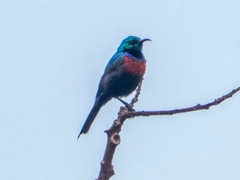 Cinnyris erythrocercus