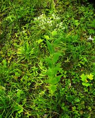 Eupatorium godfreyanum