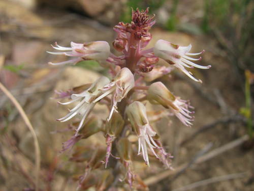 Lachenalia stayneri