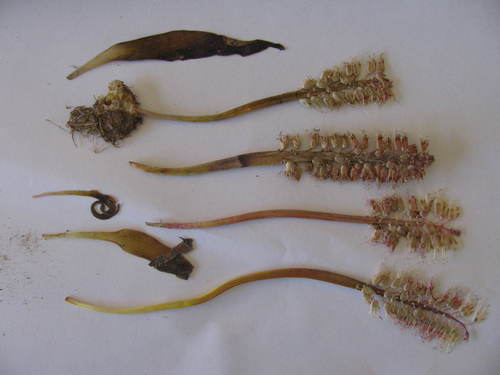 Lachenalia stayneri