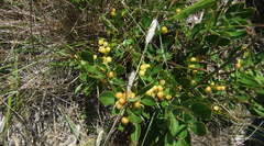 Searsia laevigata laevigata