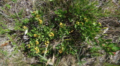Searsia laevigata laevigata