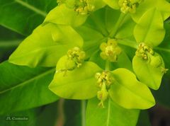 Euphorbia hyberna