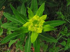 Euphorbia hyberna