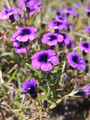 Monopsis debilis debilis