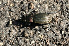Carabus monilis