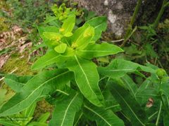 Euphorbia hyberna