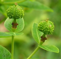 Euphorbia hyberna