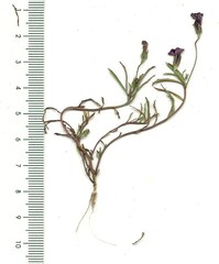 Monopsis debilis debilis