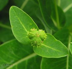 Euphorbia hyberna