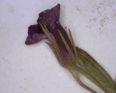 Monopsis debilis debilis