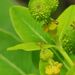 Euphorbia hyberna - Photo (c) José Luis Camaño, algunos derechos reservados (CC BY-NC)