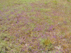 Monopsis debilis debilis
