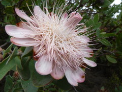 Protea punctata