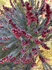 Hemiphora elderi