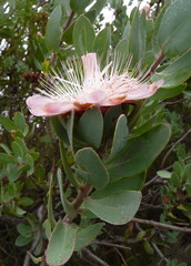 Protea punctata