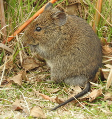 Southern African Vlei Rat photo 3