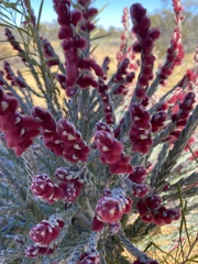Hemiphora elderi