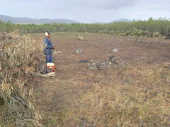 Leucadendron corymbosum