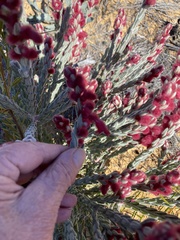 Hemiphora elderi