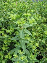 Euphorbia platyphyllos