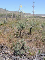 Leucadendron corymbosum