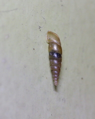 Tauphaedusa tau