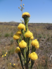 Leucadendron corymbosum