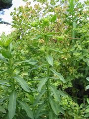Euphorbia platyphyllos