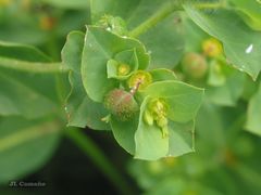 Euphorbia platyphyllos