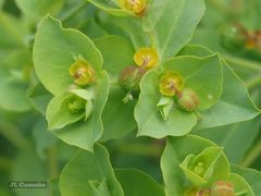 Euphorbia platyphyllos