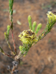 Leucadendron corymbosum