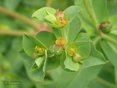 Euphorbia platyphyllos