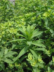 Euphorbia platyphyllos