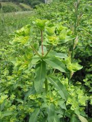 Euphorbia platyphyllos
