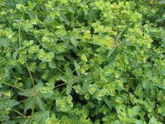 Euphorbia platyphyllos