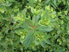 Euphorbia platyphyllos