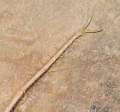 Solpugidae