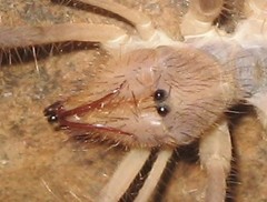 Solpugidae