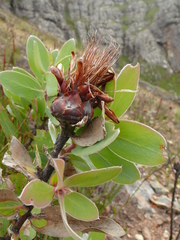 Protea aurea aurea × punctata
