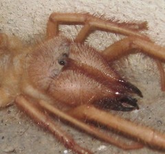 Solpugidae