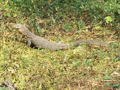 Varanus salvator