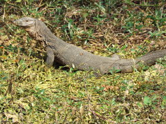 Varanus salvator