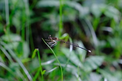 Pseudocopera