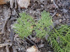 Nanobubon capillaceum