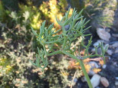 Nanobubon capillaceum