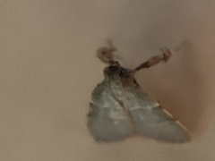 Parachma ochracealis