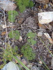 Nanobubon capillaceum