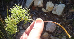 Nanobubon capillaceum