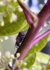 Palpada vinetorum